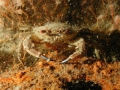 Crustacea (crustaceans)