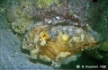 Tunicata (sea squirts)