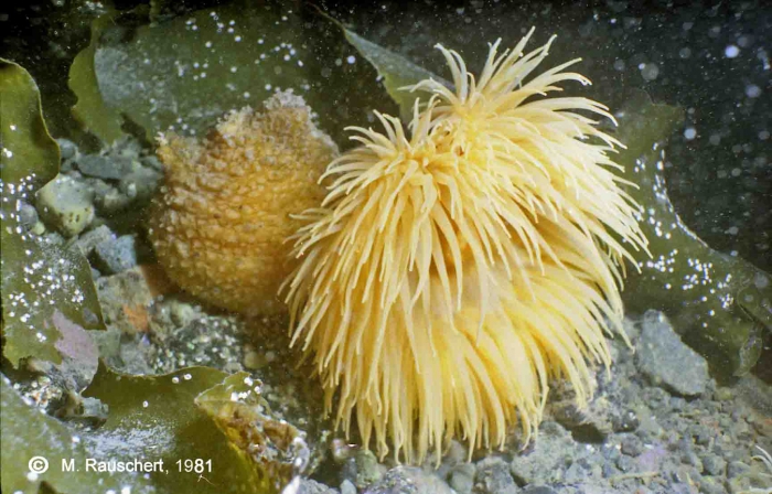 Cnemidocarpa verrucosa & Urticinopsis antarctica Cnemidocarpa verrucosa & Urticinopsis antarctica