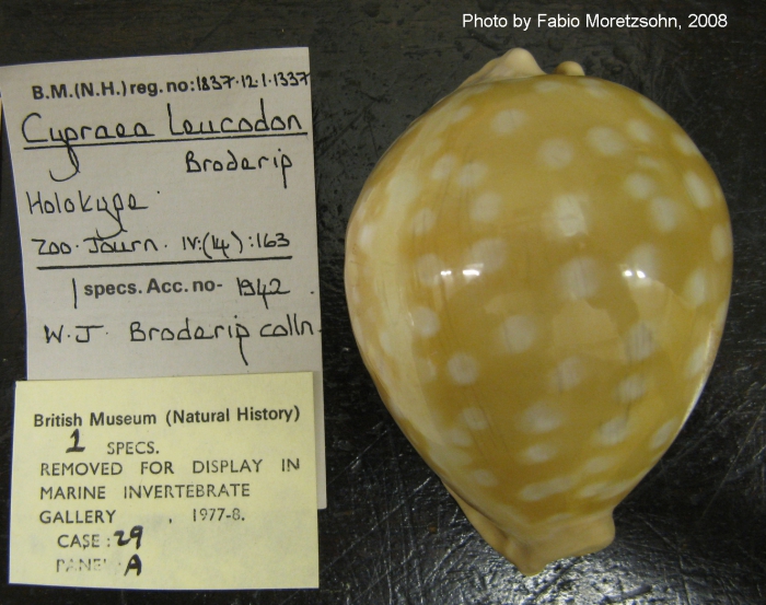 Cypraea leucodon Broderip, 1828, Holotype, NHMUK 1837.312.1.1337