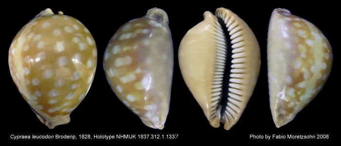 Cypraea leucodon Broderip 1828, holotype at NHMUK 1837.312.1.1337