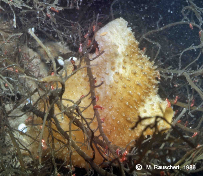 Cnemidocarpa verrucosa Cnemidocarpa verrucosa