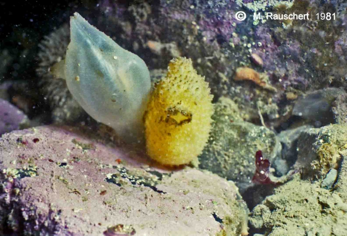 Molgula gigantea & Cnemidocarpa verrucosa