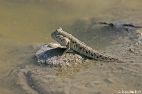 Periophthalmus waltoni