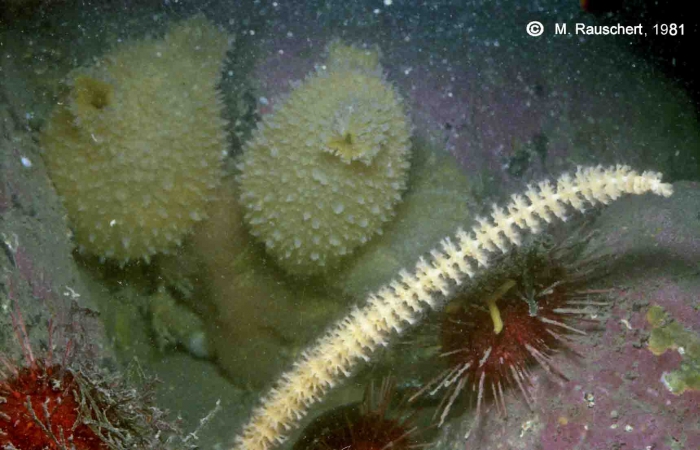 Cnemidocarpa, Sterechinus & Gorgonaria Cnemidocarpa, Sterechinus & Gorgonaria