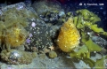 Tunicata (sea squirts)