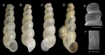 Graphis pruinosa Gofas & Rueda, 2014A-C: Holotype fron Algarrobo Bank, Alboran Sea (actual size 2.1 mm); D: Paratype (2.2 mm), E-F: protoconch (scale bas 200 µm) and microsculpture (scale bar 50 µm)of another paratype
