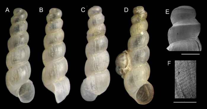 Graphis pruinosa Gofas & Rueda, 2014A-C: Holotype fron Algarrobo Bank, Alboran Sea (actual size 2.1 mm); D: Paratype (2.2 mm), E-F: protoconch (scale bas 200 m) and microsculpture (scale bar 50 m)of another paratype