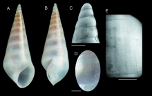 Melanella scarifata Gofas & Rueda, 2014 Holotype from Algarrobo Bank, Alboran Sea (actual size 5.1 mm) 