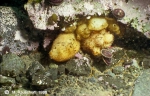 Ascidiacea species