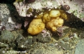 Tunicata (sea squirts)