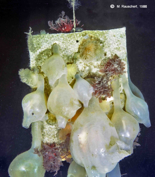 Molgula pedunculata on an artificial substratum.