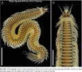 Polychaeta (bristle worms)