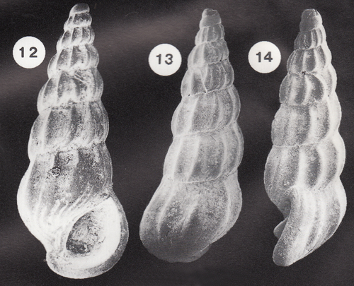 Palaeorissoina acuminata Gründel, 1999