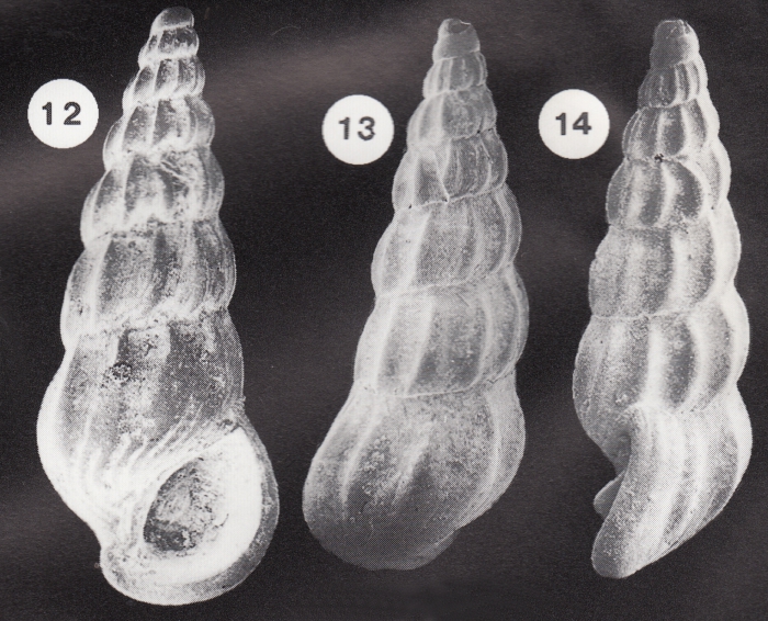 Palaeorissoina acuminata Gründel, 1999