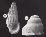 Palaeorissoina obliquata (Sowerby, 1829)