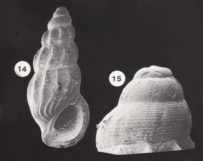 Palaeorissoina obliquata (Sowerby, 1829)