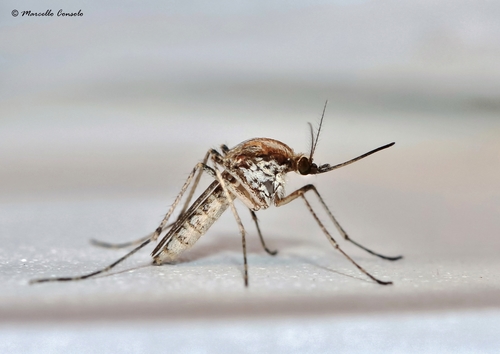 Ochlerotatus caspius (Pallas, 1771) ♀