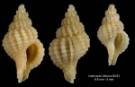 Trophonopsis alboranensis (Smriglio, Mariottini & Bonfitto, 1997)Specimen from Alboran Platform, haul INDEMARES DW21, 93-101 m (actual size 6.6 and 5.0 mm) 