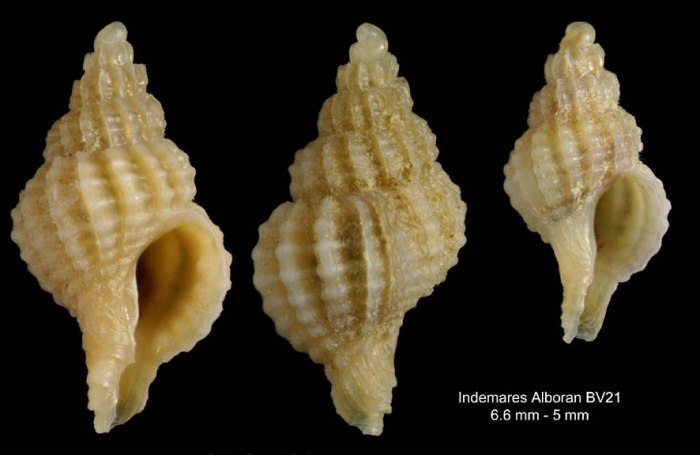 Trophonopsis alboranensis (Smriglio, Mariottini & Bonfitto, 1997)Specimen from Alboran Platform, haul INDEMARES DW21, 93-101 m (actual size 6.6 and 5.0 mm) Trophonopsis alboranensis (Smriglio, Mariottini & Bonfitto, 1997)Specimen from Alboran Platform, haul INDEMARES DW21, 93-101 m (actual size 6.6 and 5.0 mm)