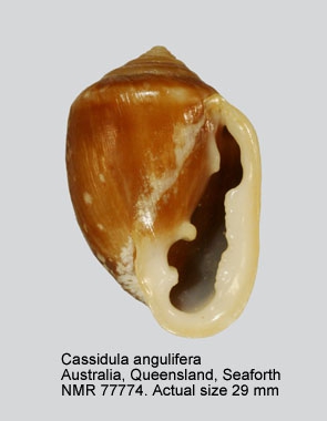 Cassidula angulifera
