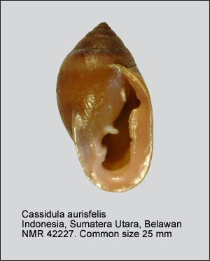 Cassidula aurisfelis