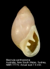 Marinula xanthostoma