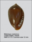 Melampus castaneus
