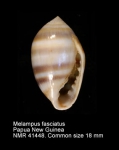 Melampus fasciatus