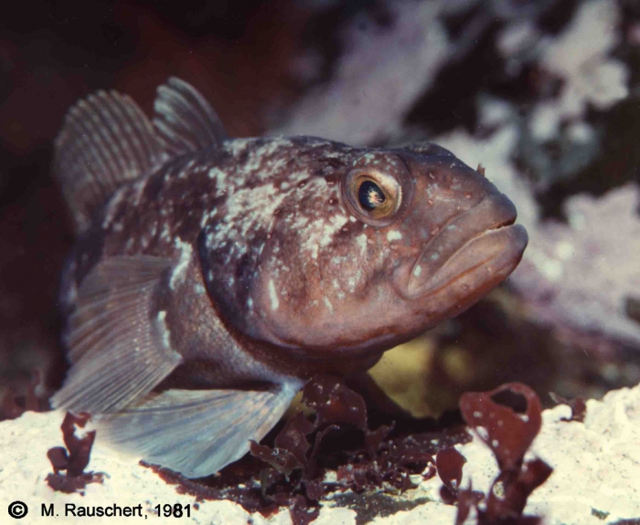 Notothenia rossi marmorata Notothenia rossi marmorata