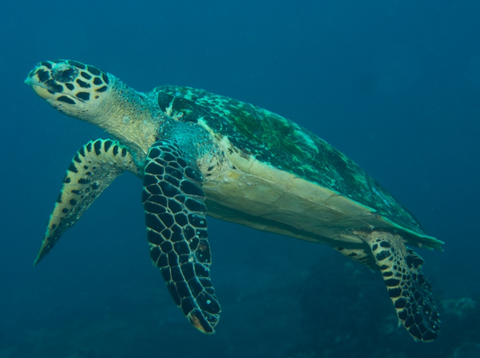 Eretmochelys imbricata