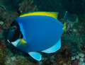 Acanthurus leucosternon