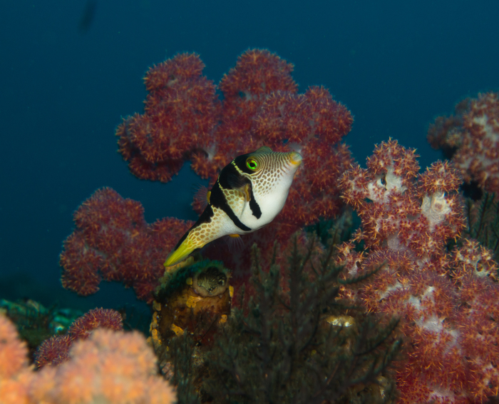 Canthigaster valentini Canthigaster valentini