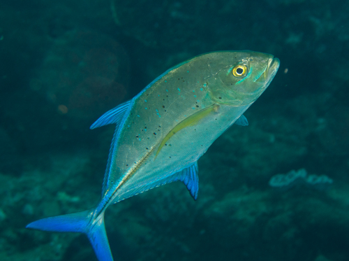 Caranx melampygus