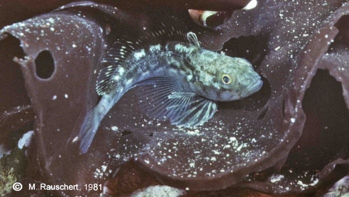 Notothenia sp. juv. Notothenia sp. juv.