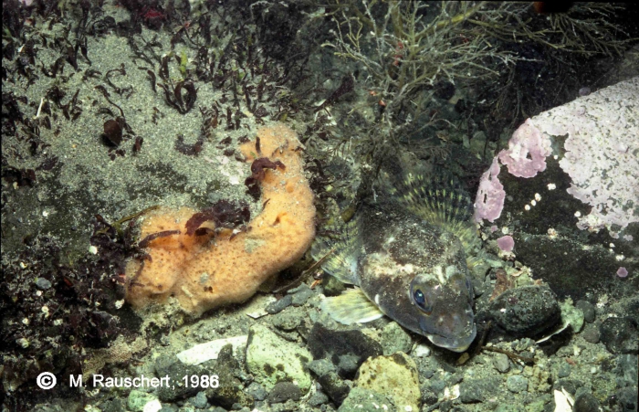 Trematomus bernacchii Trematomus bernacchii