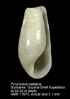 Pyrunculus caelatus