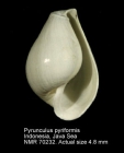 Pyrunculus pyriformis