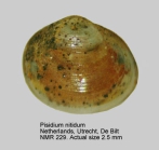 Pisidium nitidum