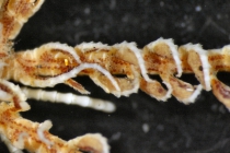 Antedon incommoda incommoda TYPE BMNH 84.11.12.6_specimen1 genital pinnules