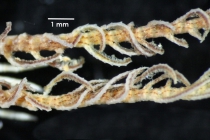 Antedon incommoda incommoda TYPE BMNH 84.11.12.6_specimen1 middle pinnules