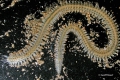 Polychaeta (bristle worms)