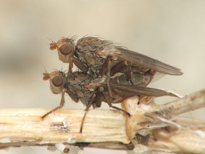 Neoleria maritima