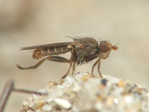 Neoleria maritima