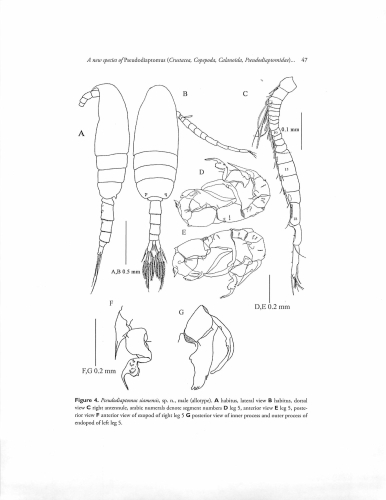 Pseudodiaptomus siamensis