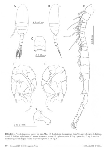 Pseudiaptomus nanseni male