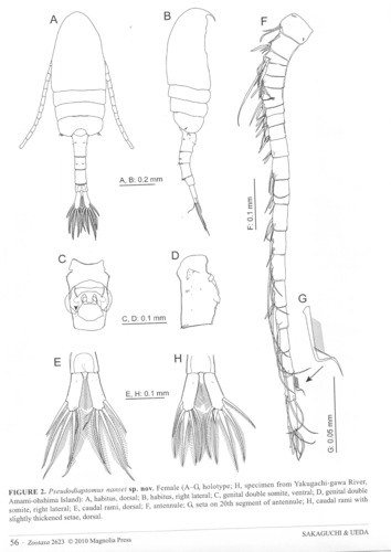  Pseudiaptomus nanseni female