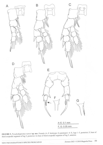  Pseudiaptomus nanseni female P5