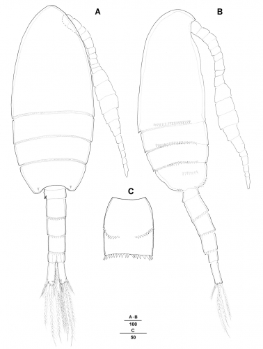 Pseudodiaptomus koreanus male