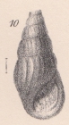 Rissoina milleri Lycett, 1863